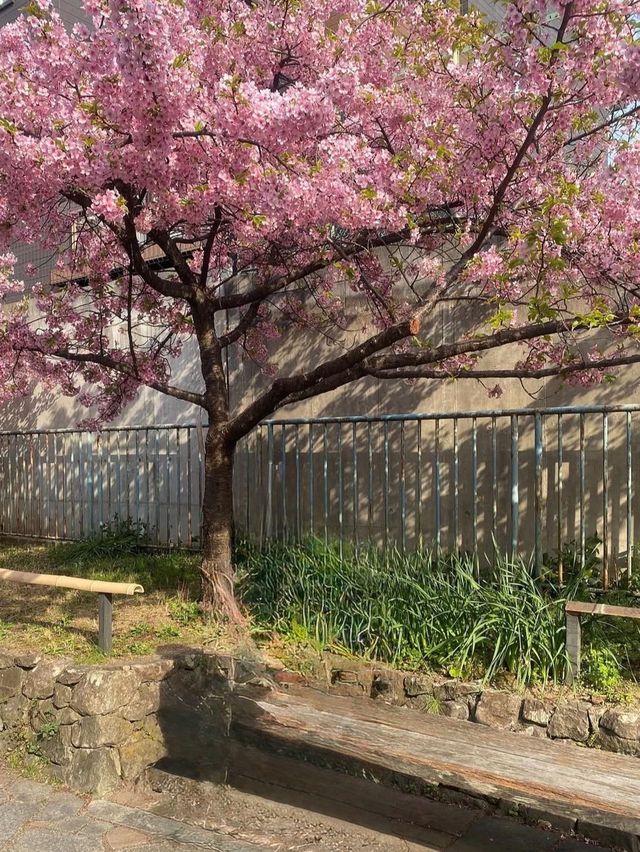Springtime magic 