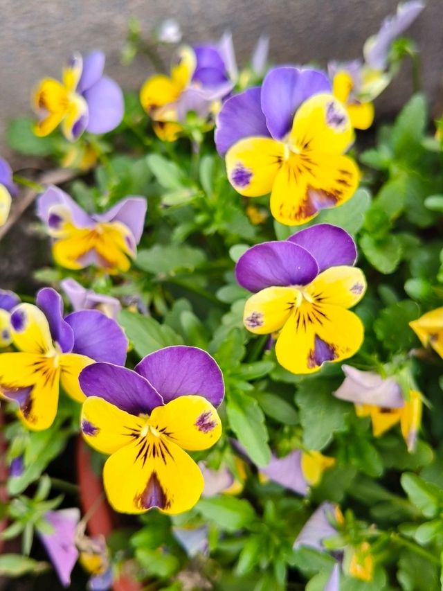Spring Vibes at Thames Town, Songjiang Shanghai