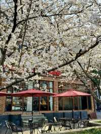 Spring Vibes at Thames Town, Songjiang Shanghai