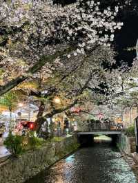 高瀨川櫻花運河，京都賞夜櫻的好去處！