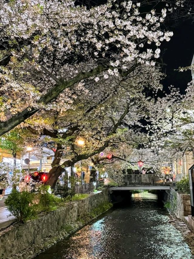 高瀨川櫻花運河，京都賞夜櫻的好去處！
