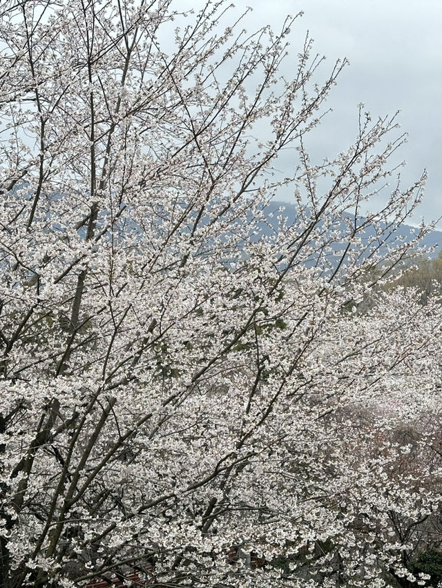日本香川縣-賞櫻秘境「伊勢朝日山本宮」美到仙境