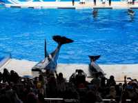 สวนสนุกโลกใต้ทะเล Shanghai Haichang Ocean Park