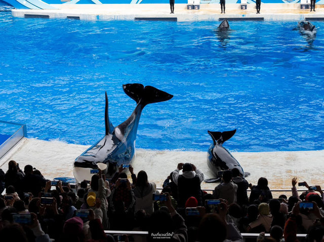 สวนสนุกโลกใต้ทะเล Shanghai Haichang Ocean Park