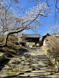 Spring Visit to Bishamondō Temple🌸