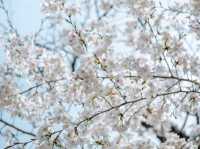 ซากุระที่สวนอุเอโนะ โตเกียว 🌸🌸🌸