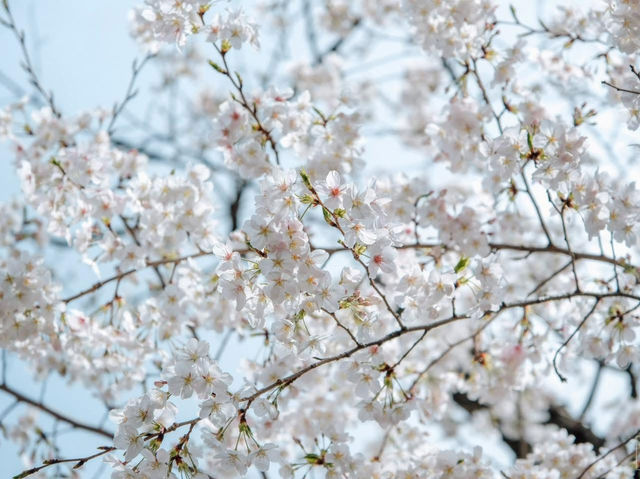 ซากุระที่สวนอุเอโนะ โตเกียว 🌸🌸🌸