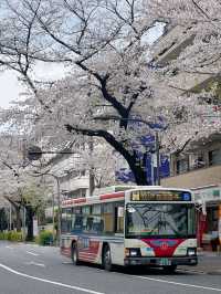 東京小眾賞櫻攻略🌸中野北口-新井藥師前