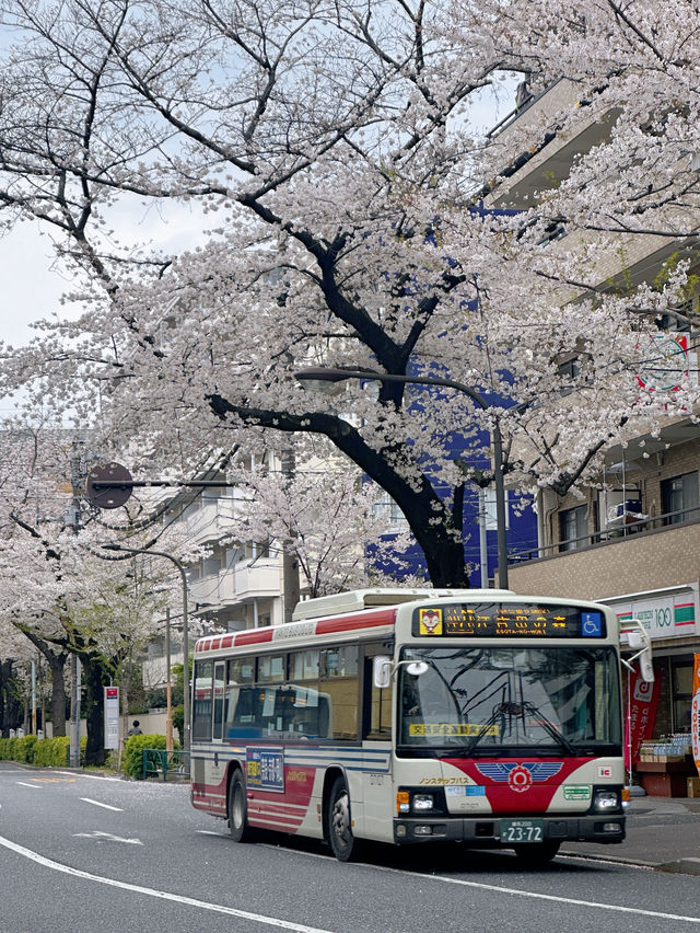 東京小眾賞櫻攻略🌸中野北口-新井藥師前