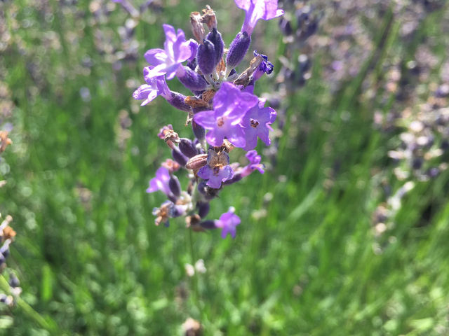 夏の北海道！大好き❤️