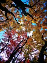 When Fairy Tales Come to Life: Fall in Jiuzhaigou