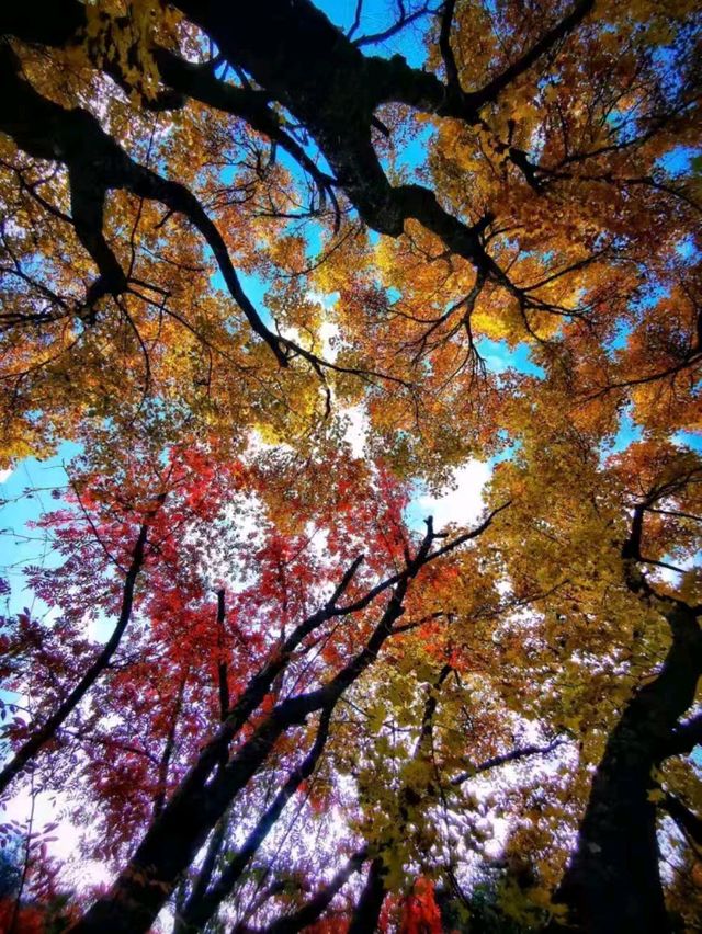 When Fairy Tales Come to Life: Fall in Jiuzhaigou