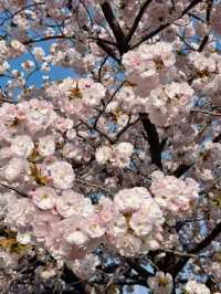 【東京】まだ間に合う!!もふもふ桜がかわいい桜スポット🌸