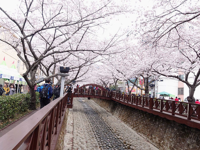 진해 벚꽃 🌸