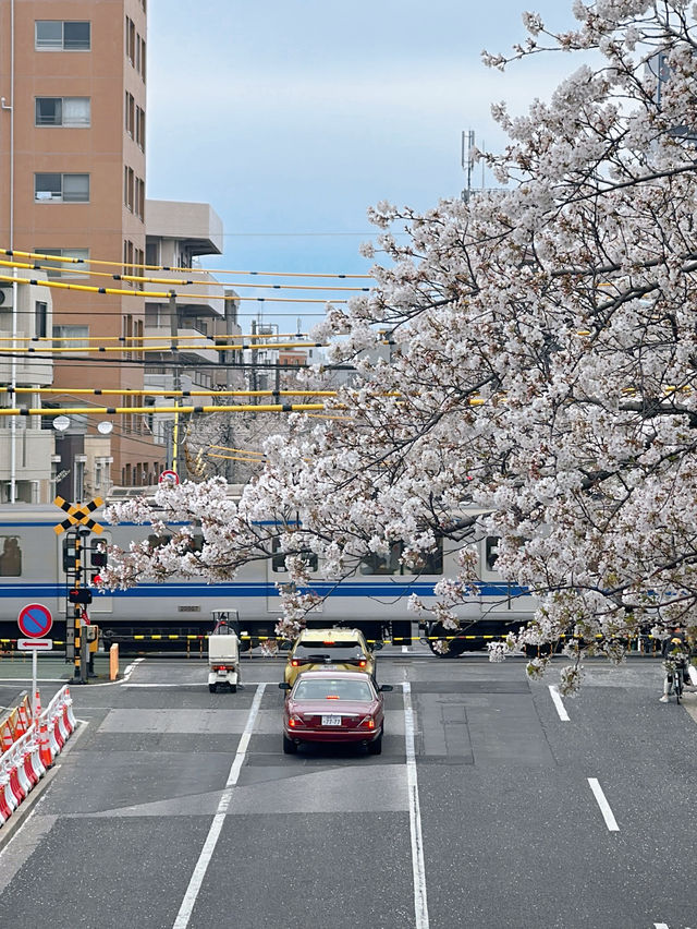 東京小眾賞櫻🌸中野