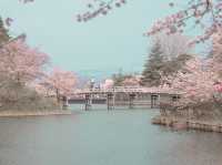 在高田城址公園賞櫻