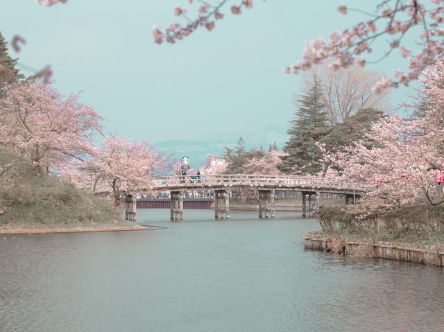 在高田城址公園賞櫻