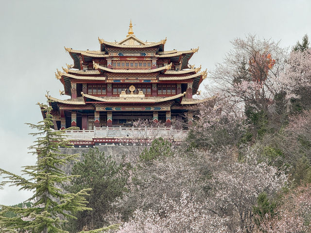 เที่ยว วัดกุยซาน แชงกรีล่า 🇨🇳