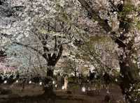 京都車站周邊賞櫻首選---東寺•夜櫻