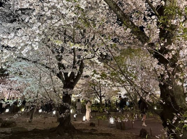 京都車站周邊賞櫻首選---東寺•夜櫻