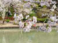 Shanghai WENDU Tech Park Cherry Blossoms – An Urban Oasis of Innovation and Florals
