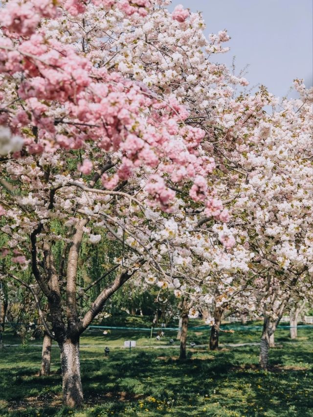 Yuyuantan Park Cherry Blossoms – Beijing’s Signature Sakura Spectacle