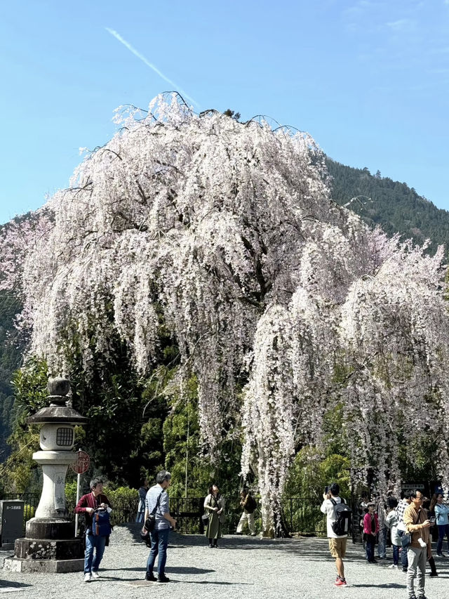 Hidden Cherry Blossom Spots Loved by Japanese Locals 🇯🇵🌸
