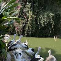 Sunday Morning at Ragunan Zoo