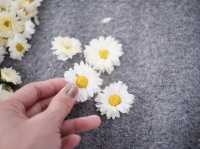ทุ่งดอกเก๊กฮวย 🌼 อ.สะเมิง จ.เชียงใหม่