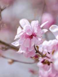 🌸Spring Has Sprung in Dalian — Labor Park in Full Bloom! (With Guide)🌸