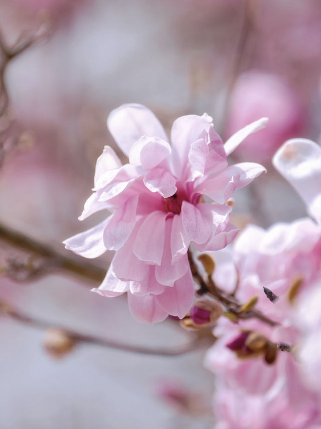 🌸Spring Has Sprung in Dalian — Labor Park in Full Bloom! (With Guide)🌸