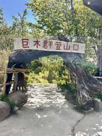 司馬庫斯神木群步道擁抱巨木去