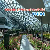 Miracle of Natural สวนทิวลิป