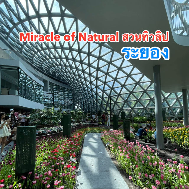 Miracle of Natural สวนทิวลิป