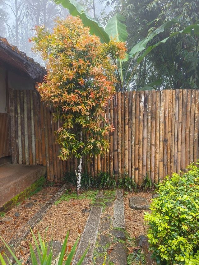A Misty Escape – Japanese Village at Colmar Tropicale