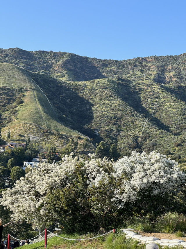 🥾 Hollywood Sign 하이킹 코스, LA의 상징을 가까이!