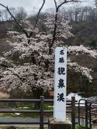 來日本 選對季節 處處是櫻花