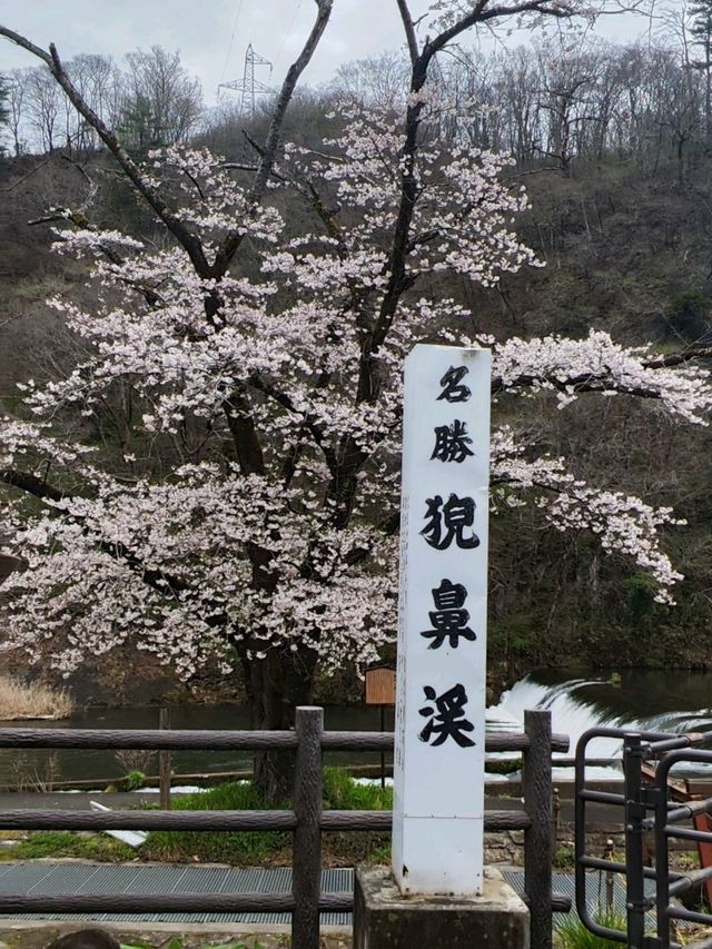 來日本 選對季節 處處是櫻花