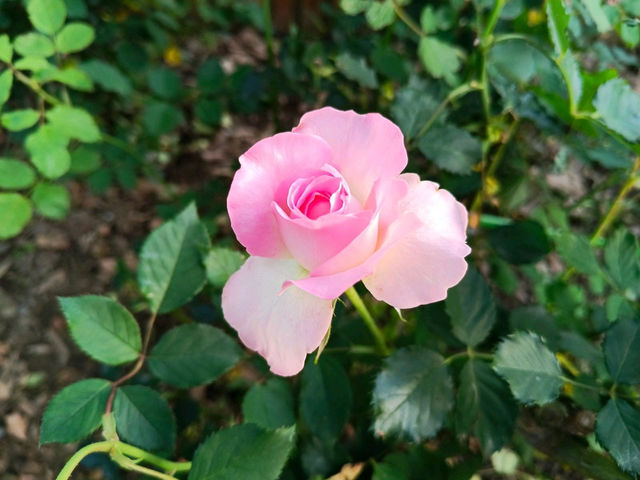 2025士林官邸花花特輯🌹🌷花都開好了🌸💐