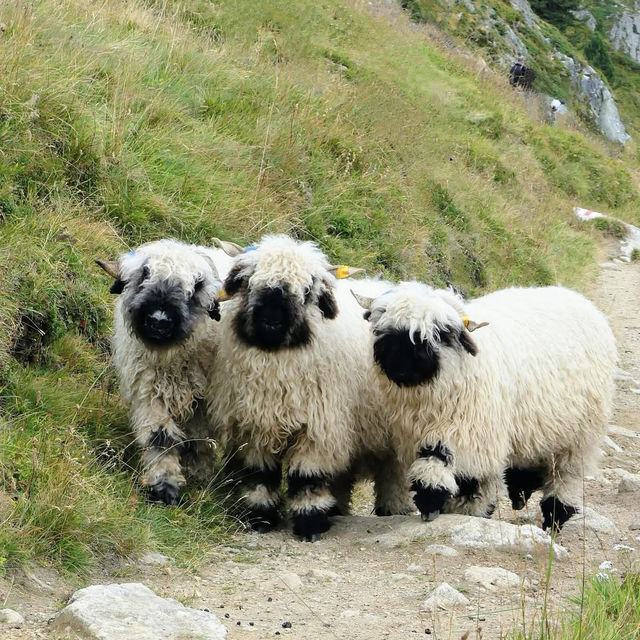 🏔️🔔 Alpine Magic at Gemmi Pass: My Day at the Shepherds’ Festival