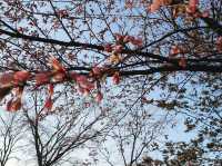 Cherry Blossoms by the Lake: A Spring Trip to Toyako, Hokkaido