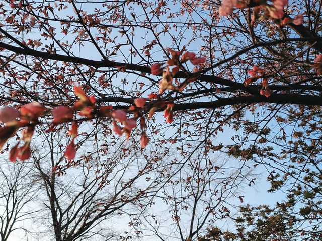 Cherry Blossoms by the Lake: A Spring Trip to Toyako, Hokkaido