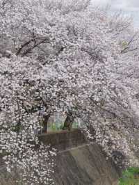Tokyo Cherry Blossoms | This Spring's Hidden Gem: Inagi's Mizogawa Sakura Corridor