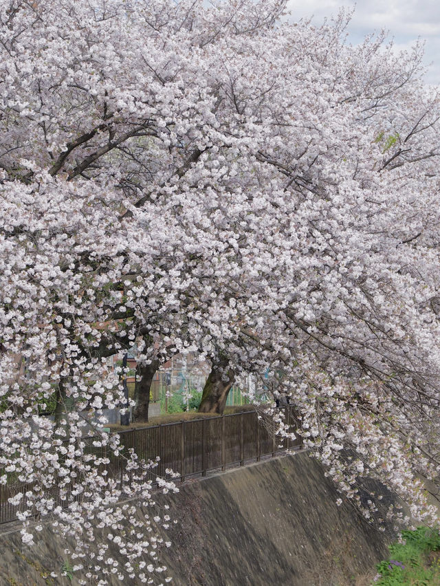 Tokyo Cherry Blossoms | This Spring's Hidden Gem: Inagi's Mizogawa Sakura Corridor
