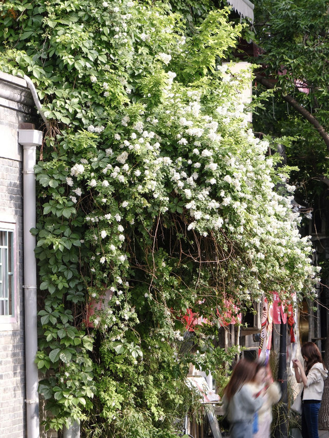🏮 Beijing in May: Hutong Flower Walk – A Dreamy Spring Stroll