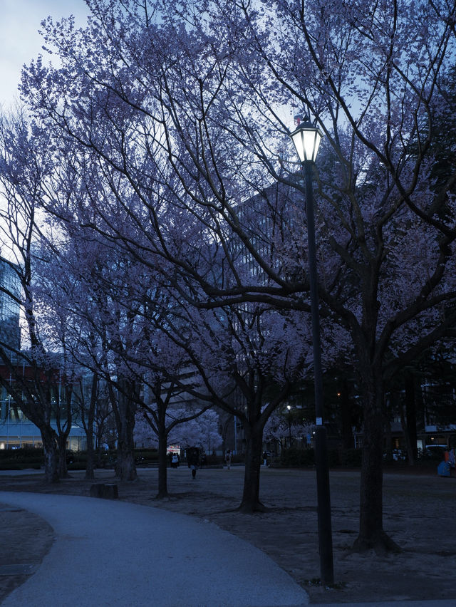 東京到仙台賞櫻：在市區就可以欣賞夜櫻
