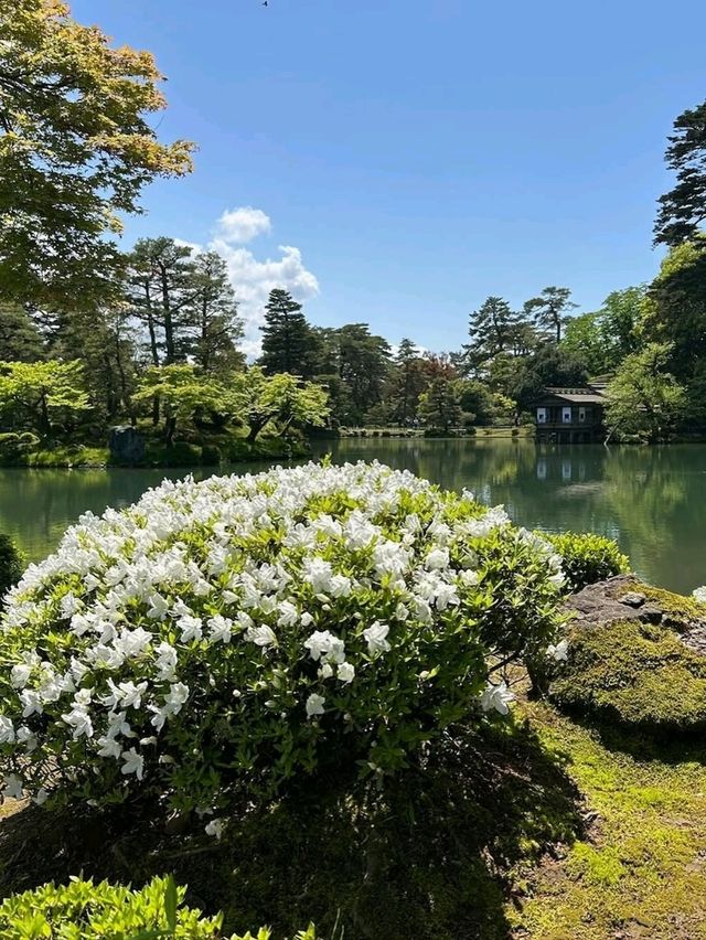 Strolling Through Serenity