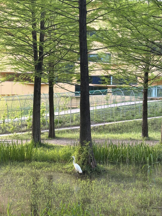 평생 볼 가로수 다 보고 온…🌳 담양 메타세콰이어길