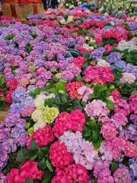 維多利亞公園鮮花任賞