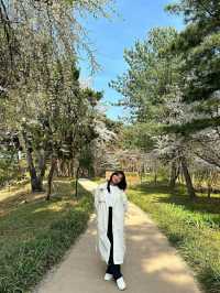 Daejeon: Korea’s Underrated Blossom EscapeLocation: Daejeon, South Korea